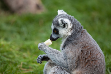 Ring tailed Lemur