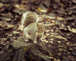 Squirrel