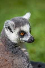 Ring tailed Lemur