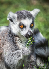 Ring tailed Lemur