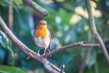 Fototapeta premium Robin