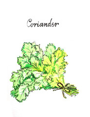 Watercolor coriander