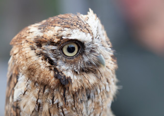 head shot of little owl
