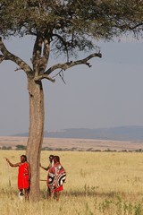 Masai people in traditional costumes walks in savannah