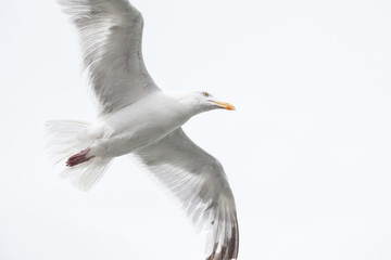 Seagull in flight