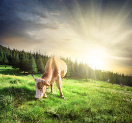 Beautiful beige cow on mountain pasture © alexlukin