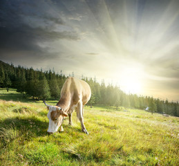 Beige cow on pasture © alexlukin