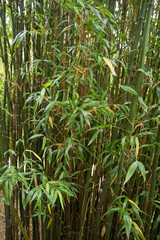 Bamboo