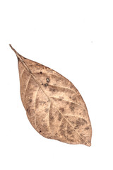 Isolated dried leaf on a white background.