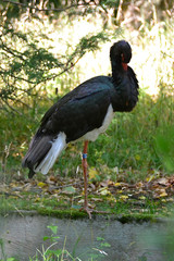 flamingo