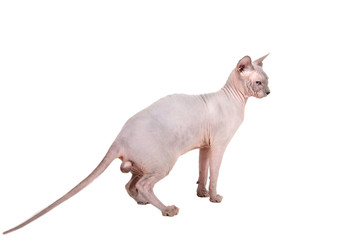 Sphynx cat on a white background.