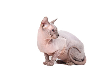 Sphynx cat on a white background.