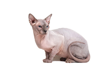Sphynx cat on a white background.
