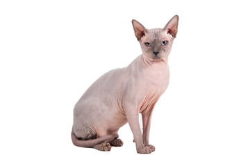 Sphynx cat on a white background.