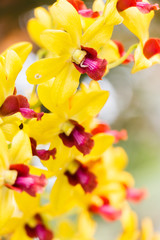 Yellow Orchid Flower on Nature Background