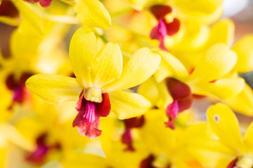 Obraz premium Yellow Orchid Flower on Nature Background