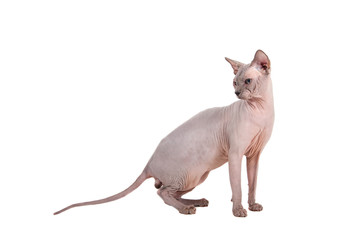 Sphynx cat on a white background.
