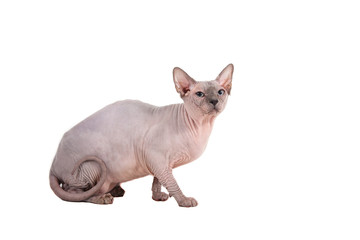 Sphynx cat on a white background.