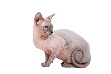 Sphynx cat on a white background.