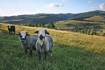 Sheep grazing in a meadow in the mountains. Pieniny, Poland.