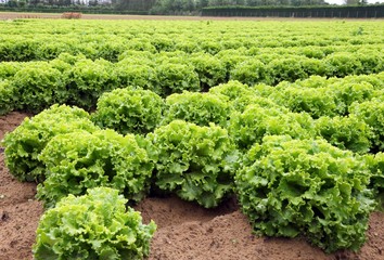 huge head of lettuce in the vast agricultural plains field