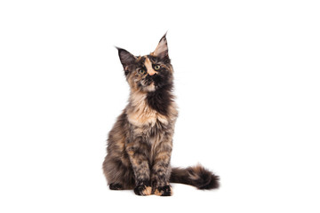 Maine Coon kitten sitting in front of white background. Cat three months.
