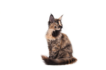 Maine Coon kitten sitting in front of white background. Cat three months.