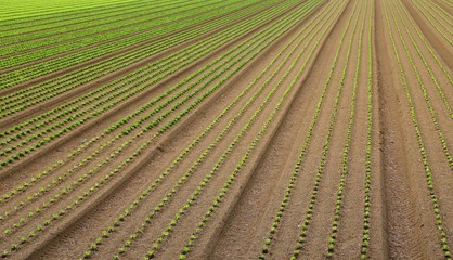 huge field of salad sprouts grown