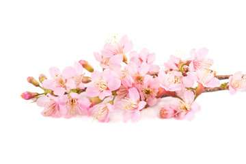 Naklejka na ściany i meble Pink Sakura isolated white background