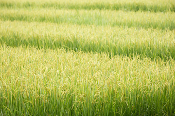 Obraz premium Rice field