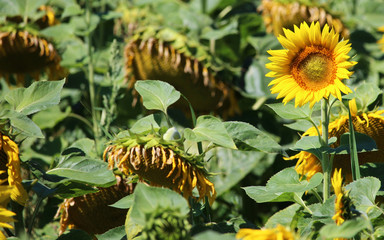 Beautiful yellow sunflower in big withered field