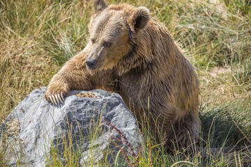 Obraz premium Gros nounours