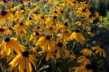 the yellow flowers