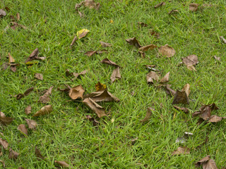 Fallen leafs on grass