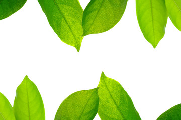green leaf on white background, frame