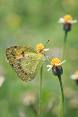 Butterflies and Flowers
