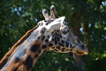 giraffe