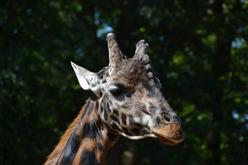giraffe