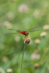 Dragonfly with flowers