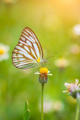 Butterfly in nature