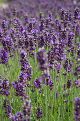 Lavender blooming