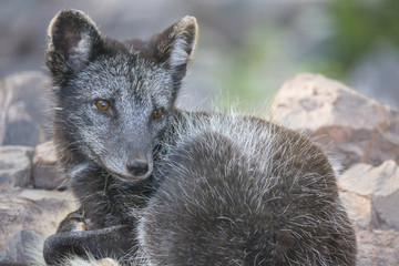 Renard polaire