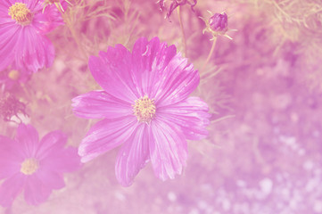 Beautiful Cosmos Flower in soft style for background