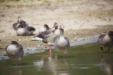 Oies en bordure de lac