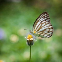 Butterfly on Flower