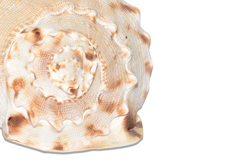 Seashell