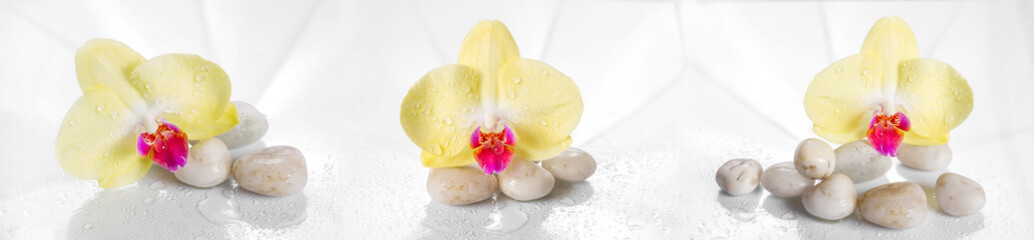 Fototapety  Pozioma panorama z żółtymi orchideami na mokrym szkle.