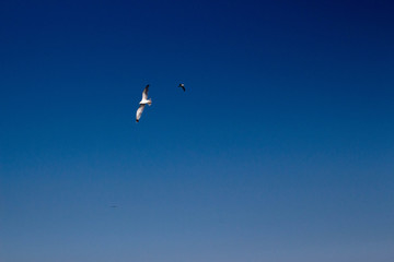 seagull