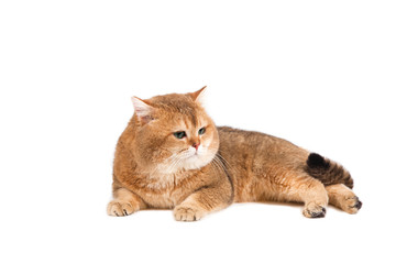 Obraz premium British gold ticked cat with green eyes on a white background.