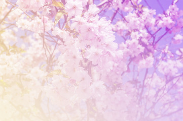 Obraz na płótnie Canvas Cherry blossom Flower in soft style for background
